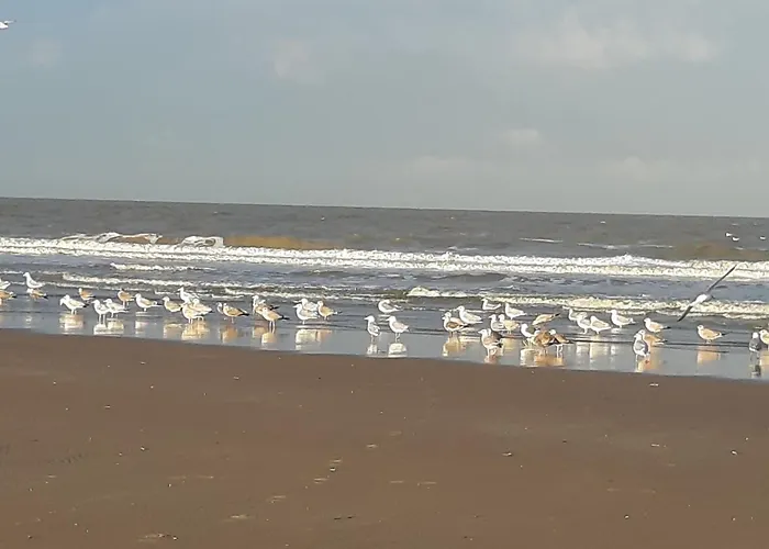 Little Beach House - Free Parking Casa vacanze Zandvoort