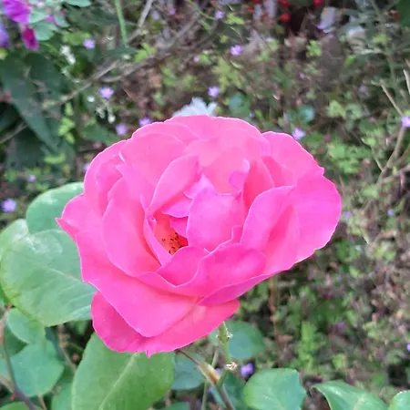 Little Beach House - Free Parking * Zandvoort