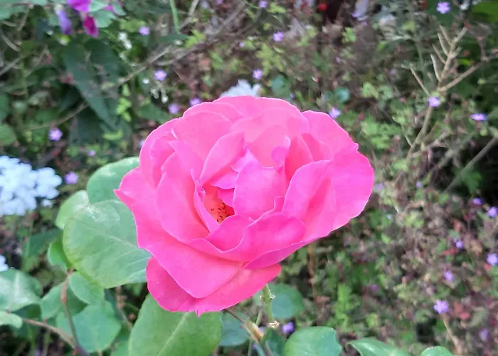 Little Beach House - Free Parking * Zandvoort